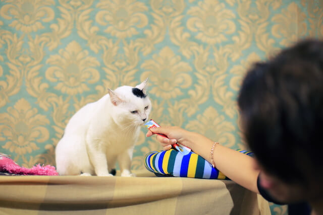 臭いをかぐ猫エイズの猫（りんご猫）by ネコリパブリック中野店