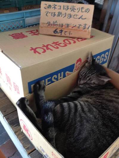 熱海の八百屋さんの猫