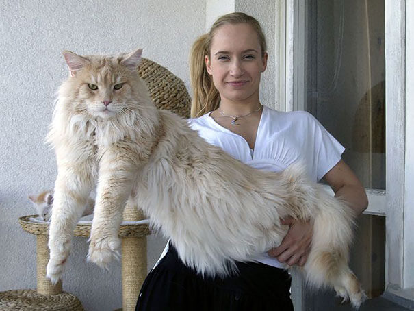 巨大な猫 メインクーンの写真5