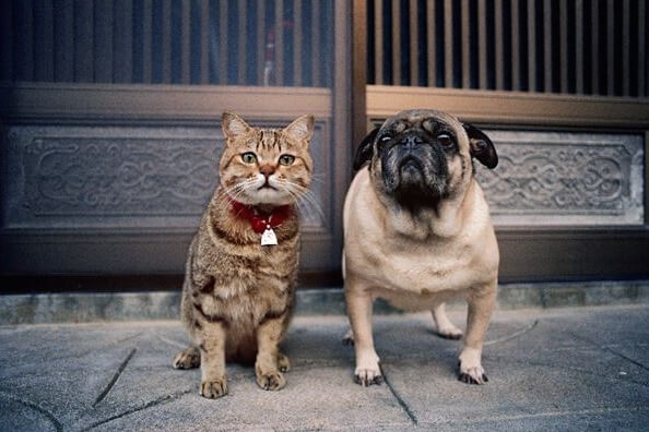 パグ犬と仲良しの猫