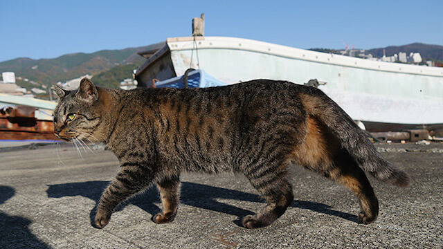 真鶴半島の漁港で暮らす猫
