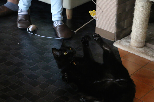 8猫カフェ「プリムローズ」で遊ぶ猫