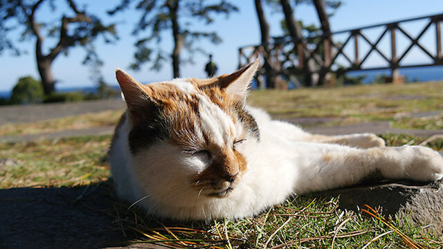 真鶴半島の景勝地「三ツ石」を眺める猫