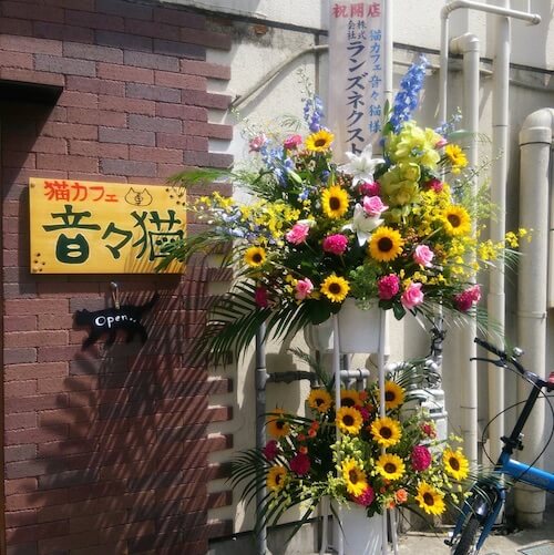 仙台市の小田原に、猫カフェ「音々猫（ねねねこ）」がオープン