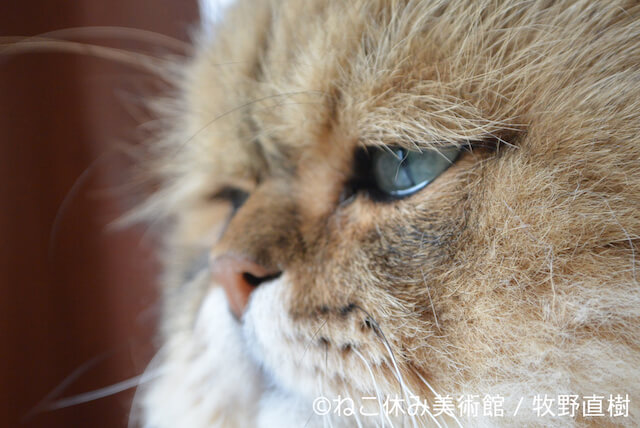 牧野直樹：しょんぼり顔のもふもふ猫「ふーちゃん」のモノクロ作品