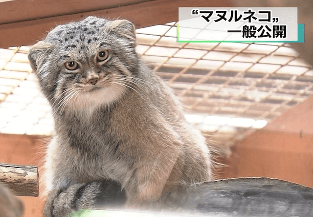 埼玉県こども動物自然公園で、ロシアの動物園から来たマヌルネコを一般公開