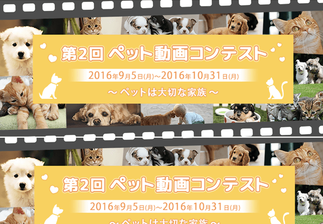猫の動画もOK！第2回ペット動画コンテスト、1位は賞金10万円