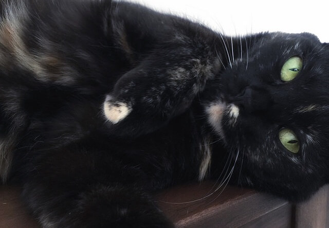 ブサ顔で横たわる – 猫の写真素材
