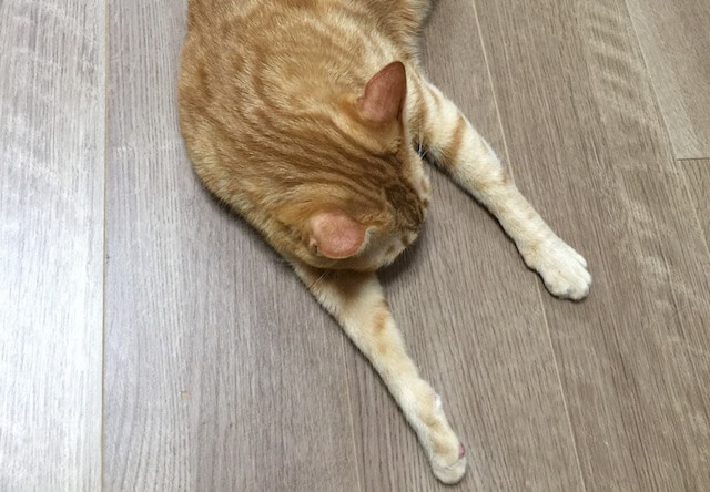 床ペタ中の茶トラ - 猫の写真素材