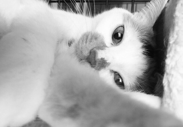 ぼんやりする三毛 – 猫の写真素材