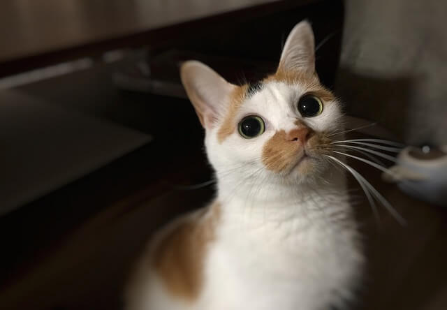 瞳孔を開いた目 - 猫の写真素材