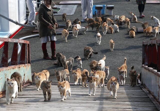 愛媛県の猫島「青島」の猫たち