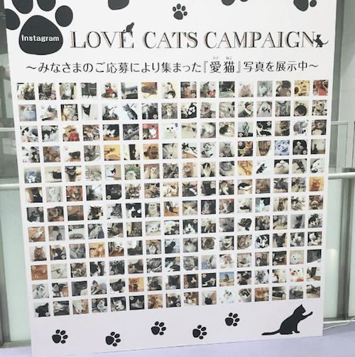 instagramの「#lovecats静パル」キャンペーン