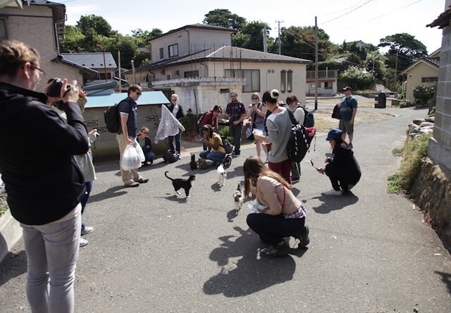 田代島で猫を撮影する外国人観光客