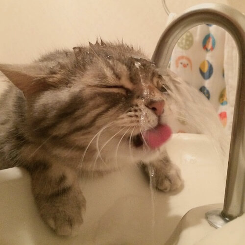 水を上手に飲めない猫「なごむ」のかけ流し