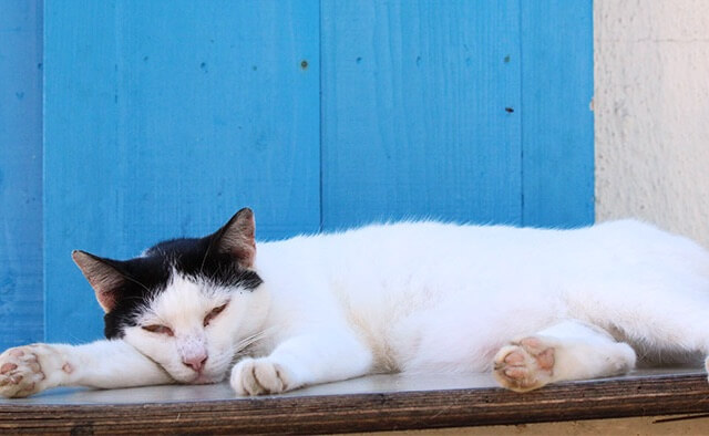 旅猫ロマン 八重山諸島の猫