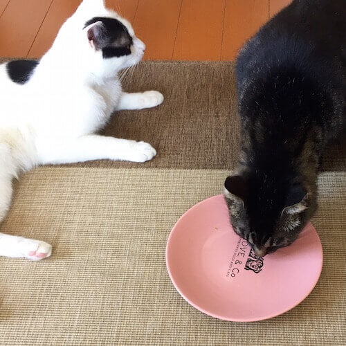 LOVE＆Co.のプレートでご飯を食べる猫