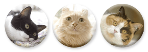 フェリシモ猫部のCMに登場した猫「ギズモ」「くぅ」「めめ」の缶バッジセット