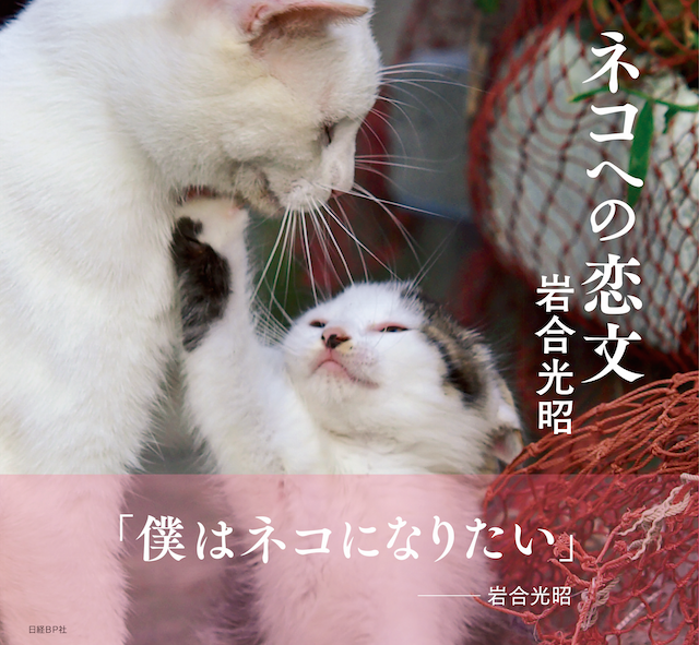 岩合光昭さんのフォトエッセイ「ネコへの恋文」