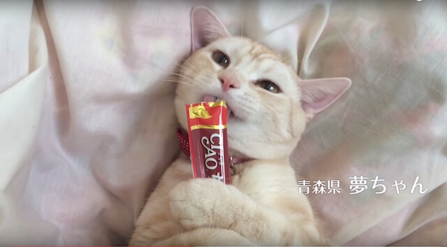 「CIAOちゅ～る」のCMに出演するモデル猫