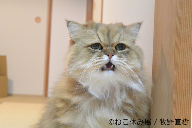 ふーちゃんのネコ写真