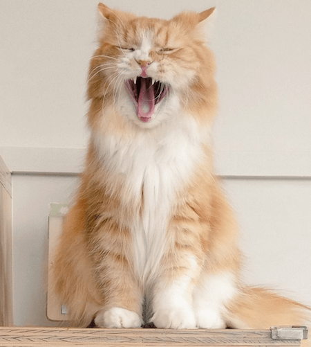 猫カフェMoCHA（モカ）秋葉原店のあくびが可愛い猫