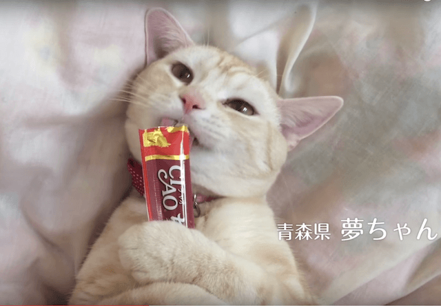 猫缶の「いなばペットフード」テレビCMのモデル猫を募集中！