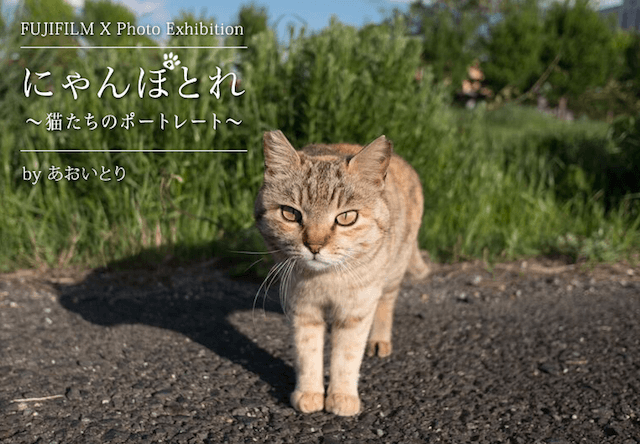 写真家あおいとりの展示会「にゃんぽとれ ～猫たちのポートレート～」が原宿で開催