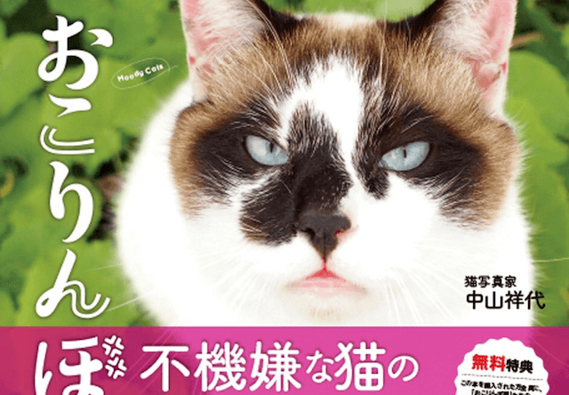 中山祥代さんの猫写真集、不機嫌な顔をした「おこりんぼ猫」