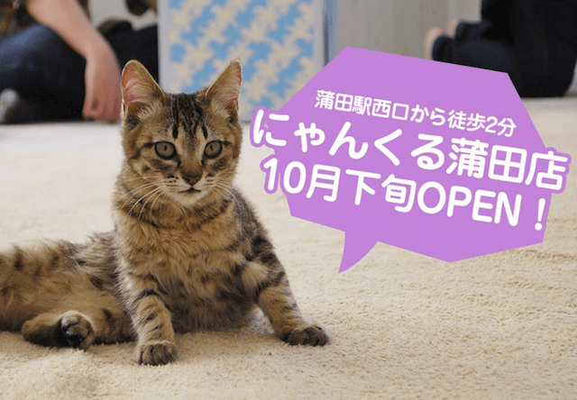 30匹の猫がお出迎え、譲渡型猫カフェ「にゃんくる蒲田店」