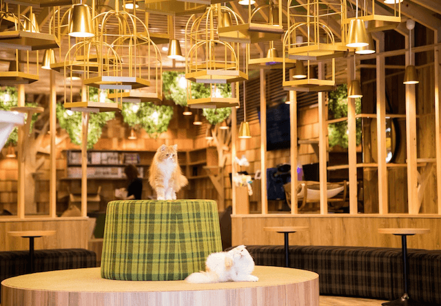 猫カフェMoCHA（モカ）秋葉原店の店内写真