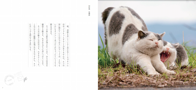 写真集「ネコへの恋文」のイメージ1