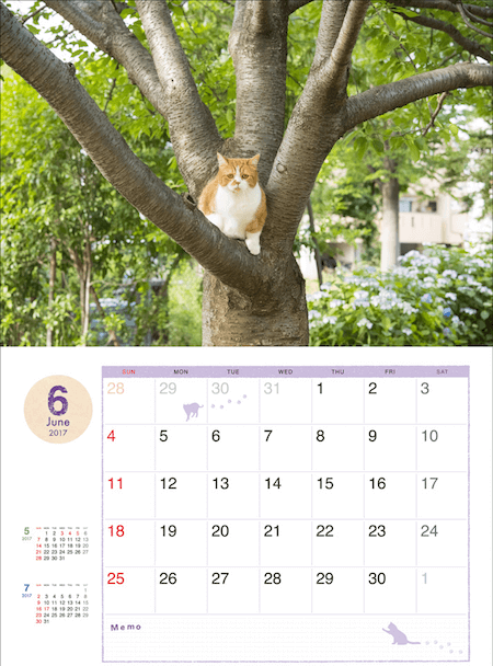 ふてネコ春馬の2017年カレンダー写真2