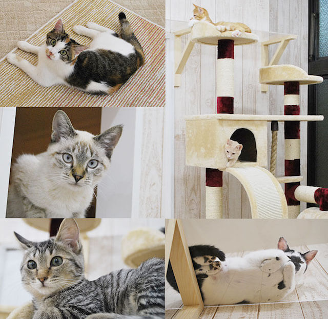 譲渡型猫カフェ「にゃんくる 蒲田店」の猫たち