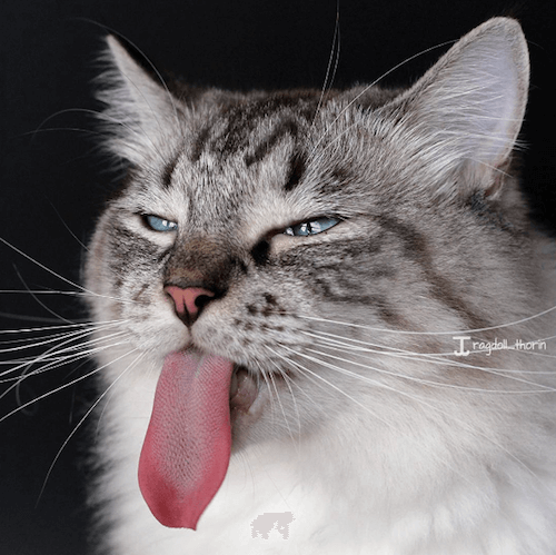 猫のトーリン君の長すぎる舌