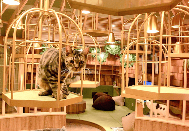 猫カフェMoCHA（モカ）秋葉原店には鳥かごを多数設置