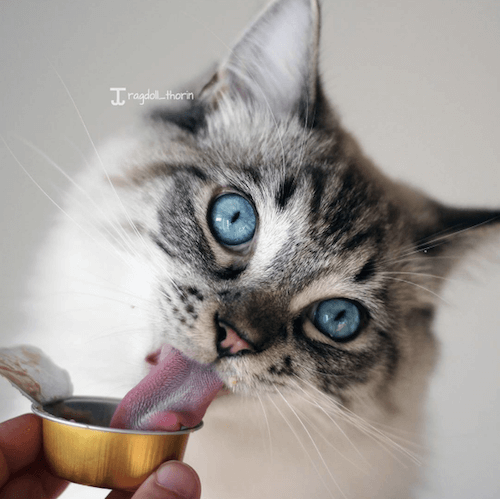 下が長い猫はご飯が食べやすい？
