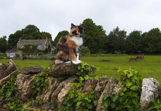 岩合さんがイングランドの田舎町で会った猫