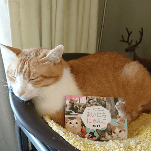まいにちにゃんこ2017の横で眠る猫