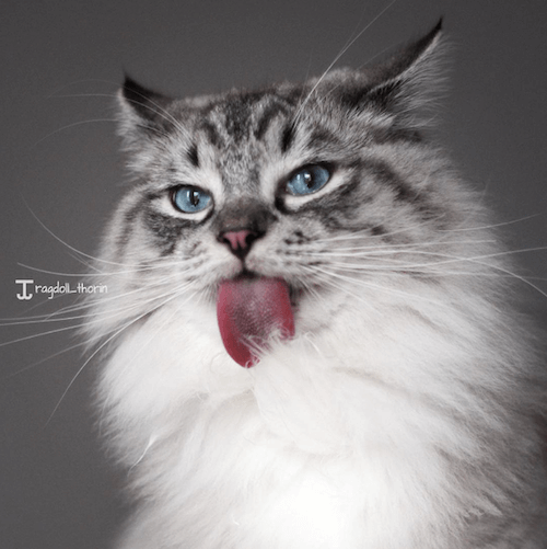 猫は舌が長いと毛づくろいに有利？