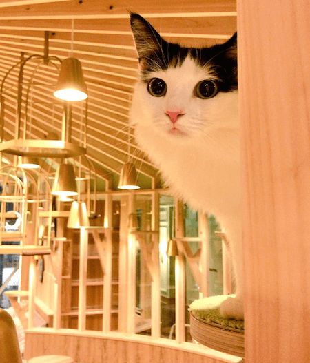 猫カフェMoCHA（モカ）秋葉原店で監視中の猫