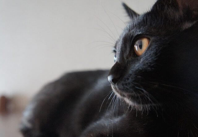 来月発売のムック本「黒猫マニアックス」、黒猫の写真を募集中