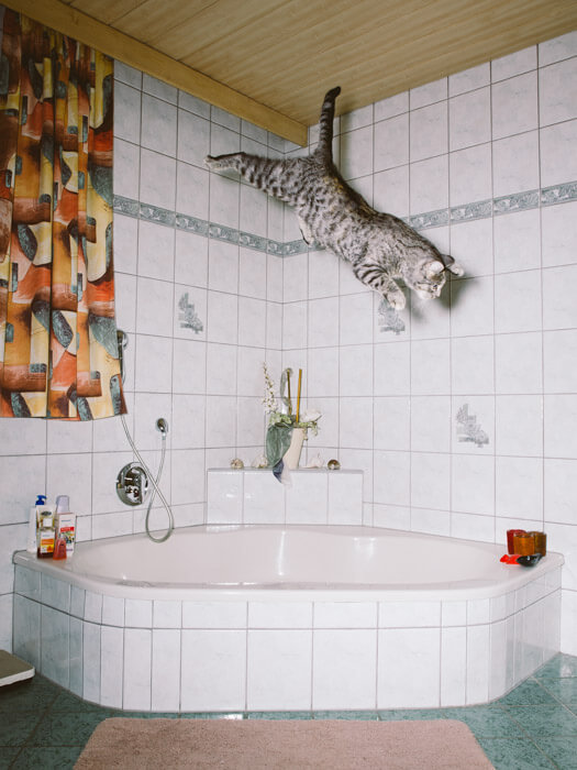 Daniel Gebhart de Koekkoek撮影、風呂場で三角飛びをする？猫