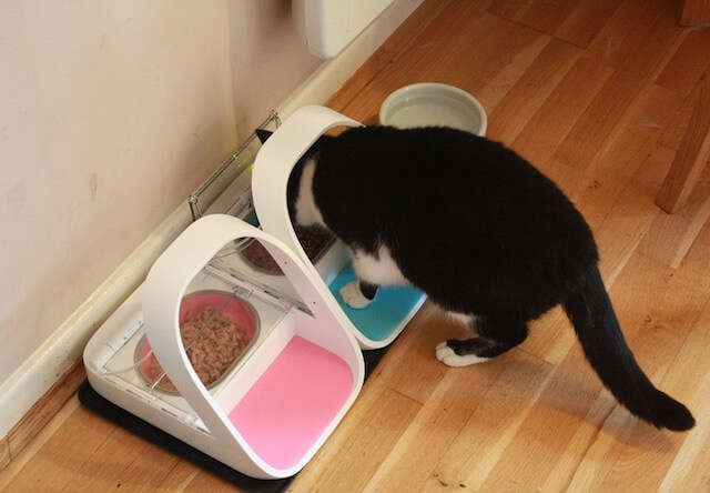 猫は自分の食事を食べることができる