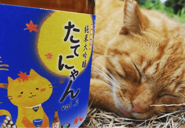 第1回たてにゃんフォトコンテスト、日本酒と猫の写真を募集中