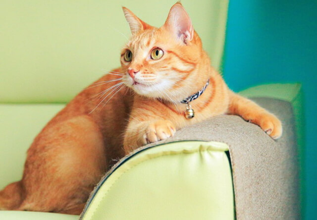 フェリシモ猫部、ソファや椅子をカバーする爪とぎシートを発売