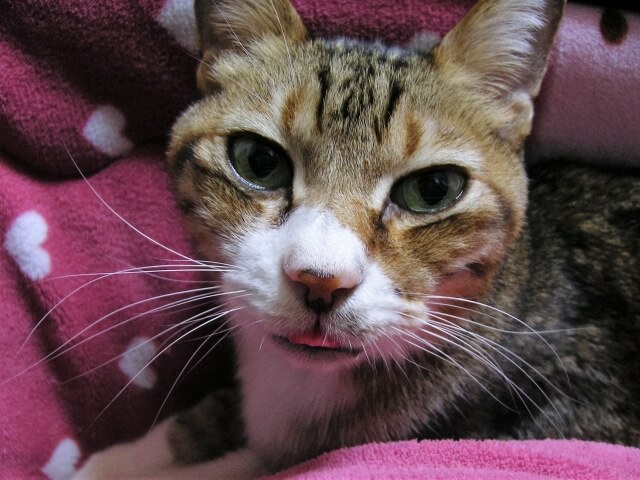 舌をしまい忘れた猫の写真