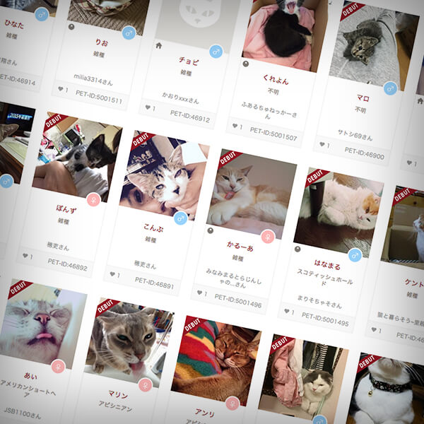 ペットプロフに登録されている猫や犬のイメージ