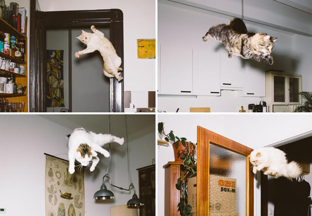 ジャンプ猫の写真、Jumping Cats（ジャンピング キャッツ）