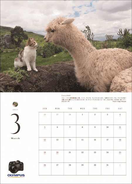 アサヒカメラの特別付録「猫にまた旅2017」の3月の猫写真